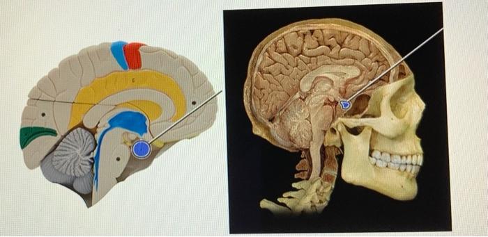 Pituitary hypothalamic anatomy axis physiology gland hypothalamus diagram relations figure anatomical part anaesthesia tutorial week