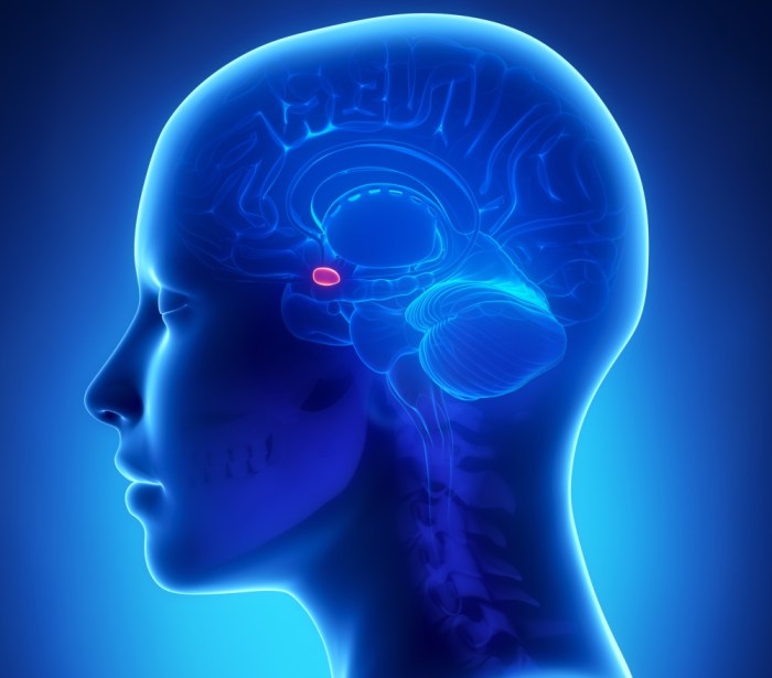 Which structure is highlighted pituitary gland