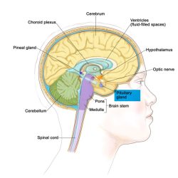 Which structure is highlighted pituitary gland